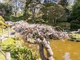 Golden Gate Park 007